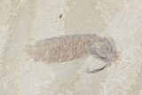 Cretaceous Mantis Shrimp (Sculda) - Lebanon #48539-1